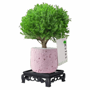 MistPine Mini Planter