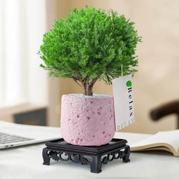 MistPine Mini Planter - Image 2