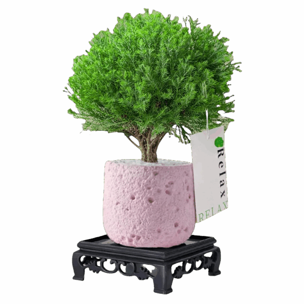 MistPine Mini Planter